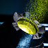 Shield H250 IP Set Evolite