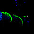 Blacklight Edition 3 PP-O Cordial