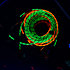 Blacklight Edition 6 PR-G Cordial