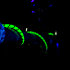 Blacklight Edition 3 PR-G-SIL Cordial